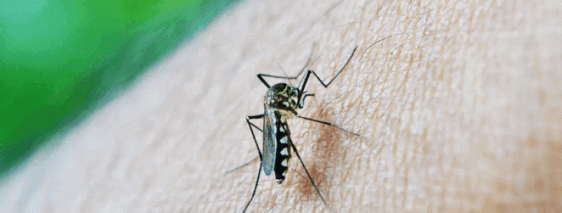 AnyConv.com__mosquito-213805_1920